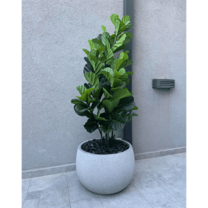 פיקוס כינורי מלאכותי 1.5 מטר UV לשמש כולל קערה גדולה בטון טבעי